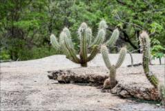 A vegetaÃ§Ã£o da caatinga