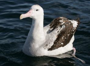 070226 wandering albatross off Kaikoura 3.jpg