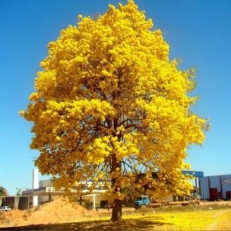 5 Mudas De Ipê Amarelo - Handroanthus Albus - R$ 80,99 em Mercado Livre