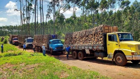 AgroMadeira - Compra e Venda de Eucalipto - Echaporã-SP - Loja De ...