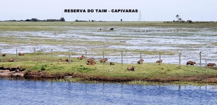 C:\Users\Seven\Desktop\FOTOS 1 DE UMA LONGA VIAGEM 29-02-2019\FOTO 145 CAPIVARAS 10H-25M.jpg