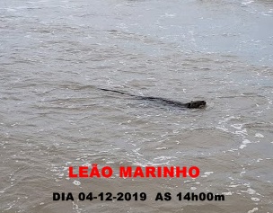 C:\Users\Seven\Desktop\FOTOS 1 DE UMA LONGA VIAGEM 29-02-2019\FOTO 172 LEÃO MARINHO.jpg