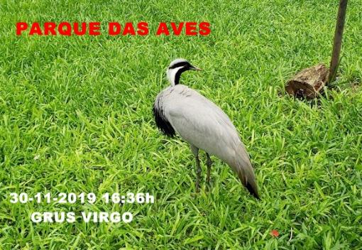 C:\Users\Seven\Desktop\FOTOS 1 DE UMA LONGA VIAGEM 29-02-2019\FOTO 81 PARQUE AVES 16H 41m.jpg