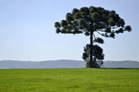 Campo do Tenente - PR | Lugares incríveis, Natureza e Lugares